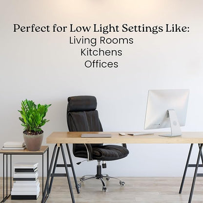 ZZ Plant Live Houseplant – Zamioculcas Zamiifolia in 6-Inch Nursery Pot – Easy Care Indoor Plant for Low Light – Air Purifying, Drought Tolerant – Overall Height 14" to 18"