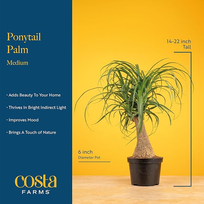 Costa Farms Ponytail Palm Live Plant in Decorative Pot, Easy to Maintain Indoor Houseplant, Perfect for Home, Room, or Office Decor, Great House Warming or Birthday Gift, 12-22 Inches Tall