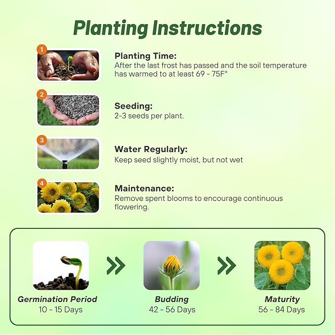 Outsidepride Dwarf Sungold Sunflower Seeds for Planting - 1 Lb. Annual, Easy to Grow Flower Seeds w/Vibrant, Abundant Blooms for Cut Flower Arrangements & Pollinator & Vegetable Gardens