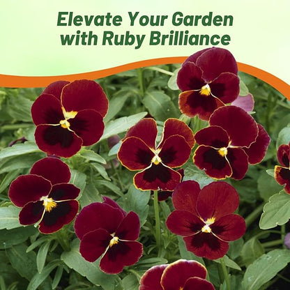 Outsidepride Big Red Viola Pansy Seeds for Planting - 50 Pcs. Biennial, Cold-Hardy & Pollinator Friendly Flowers with Fragrant Blooms for Garden Beds, Borders & Container Displays