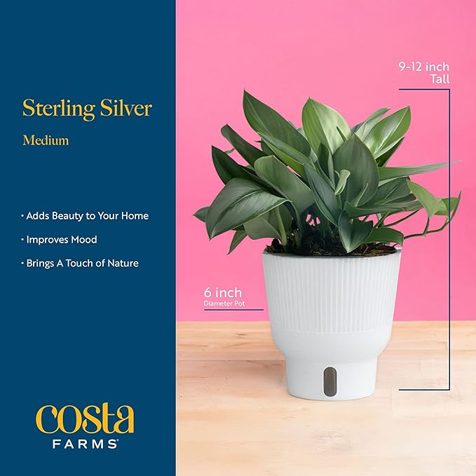 Costa Farms Live Indoor Trending Tropicals Sterling Silver Plant 15-Inches Tall, White Décor Pot