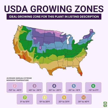 Teddy Bear - Fluffy, Dwarf Sunflower Seeds - 30 Seeds - Up to 40" Tall