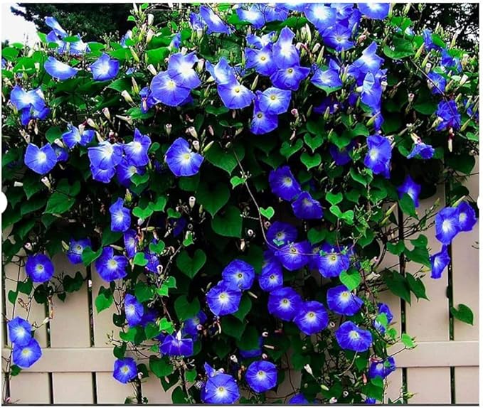 Morning Glory Flower Climbing Vine Seeds for Planting - 100 Seeds per Packet (Heavenly Blue)