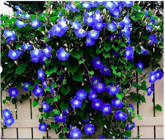 Morning Glory Flower Climbing Vine Seeds for Planting - 100 Seeds per Packet (Heavenly Blue)