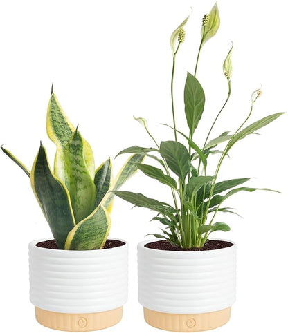 Costa Farms Live Indoor Plant Bundle in Decorative Pots, Easy to Maintain, Air Purifying Indoor Houseplants, Assorted Varieties, Room or Office Decor, House Warming Gift, 8-12 Inches Tall, Pack of 2