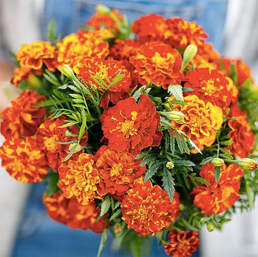 10,000+ Seeds of French Marigold Sparky Mix Seeds - Large One Ounce Bag - Good Addition to Vegetable Gardens