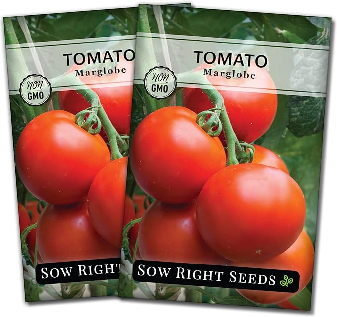 Sow Right Seeds - Marglobe Tomato Seeds for Planting - Non-GMO Heirloom Packet with Instructions to Plant and Grow a Home Vegetable Garden - Classic Medium Red Variety - Determinate Hydroponic (2)