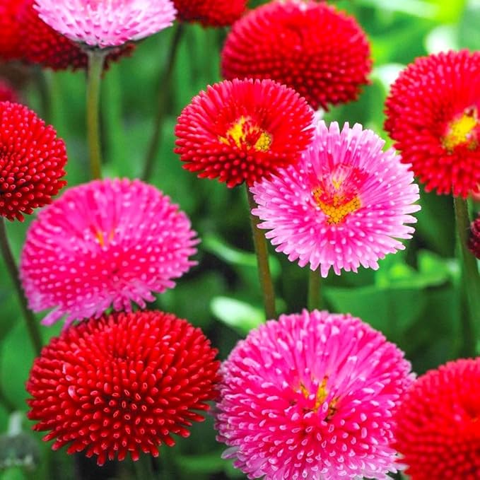 English Daisy Pompon Seed Mix 400+ Seeds for Planting Non-GMO