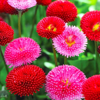 English Daisy Pompon Seed Mix 400+ Seeds for Planting Non-GMO
