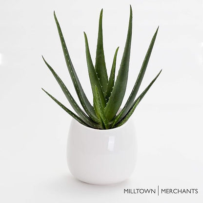 Milltown Merchants Succulent Wall Planters - White Ceramic Wall Mounted Planters - Succulent Plant Pots - Hanging Vases for Living Wall (1 Pack/Modern/White)