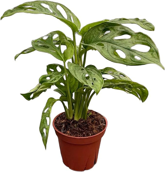 CoollectivePlants Monstera Swiss Cheese – Live Monstera Plant in 6″ Grower’s Pot, Monstera Adansonii Live Plant, Swiss Cheese Plant Indoor House Plants