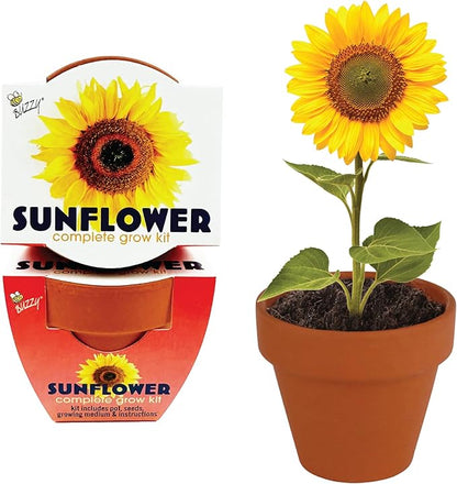 BUZZY Seeds Sunflower 12 Pack Terracotta Mini Grow Pots, Flower Planting Seed Starter Kit for Kids and Adults, Classic Collection Includes Easy Instructions for Growth Success, Gardening Gift