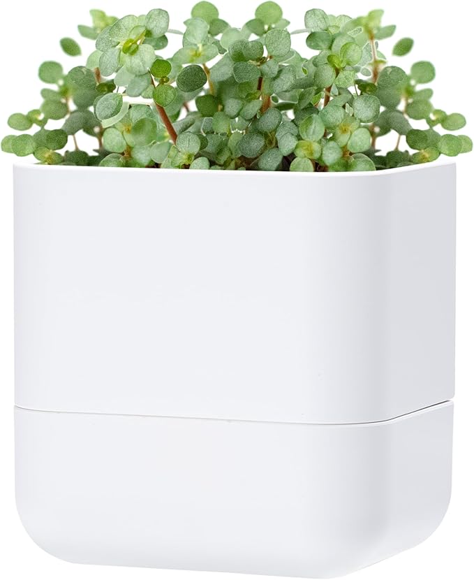Phoenix Vine 6.5-Inch Wall Mounted Self-Watering Planter Pot for Indoor Houseplants and Herbs | Modern Hanging Planter for Window Sills, Bathroom Walls, Home & Office Décor, White, Set of 1, 01-WP-W-1