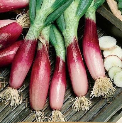 Seeds Red Welsh Bunching Onion Rare Heirloom Vegetable Non GMO