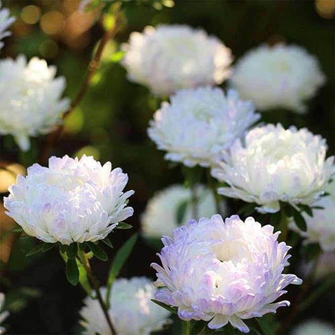 1000pcs Mixed Color Chrysanthemum Seeds for Planting, Non-GMO Tanacetum Chrysanthemum Morifolium Perennial Wildflower Seeds, Heirloom Rare Garden Flowers in Outdoors Indoors