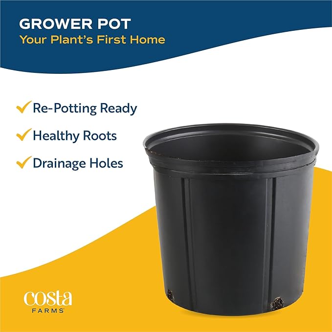 Costa Farms Fiddle Leaf Fig Tree, Live Indoor Plant in Rustic Decor Planter, Natural Air Purifying Houseplant, Housewarming, Birthday, Home Living Room, Desk and Office Decor, 3-4 Feet Tall