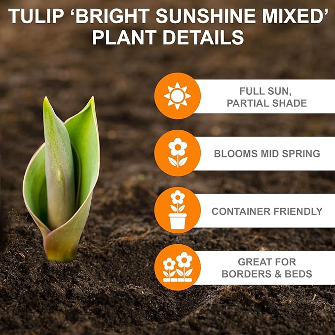 Garden State Bulb Bright Sunshine Mix Single Late Tulip Flower Bulbs, 12/+ cm, Fall Planting (Bag of 250)