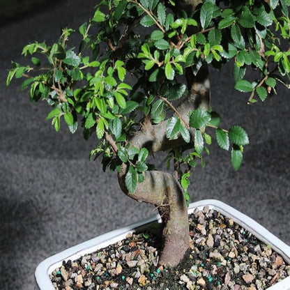 Brussel's Live Chinese Elm Outdoor Bonsai Tree - 15 Years Old; 14" to 18" Tall with Decorative Container