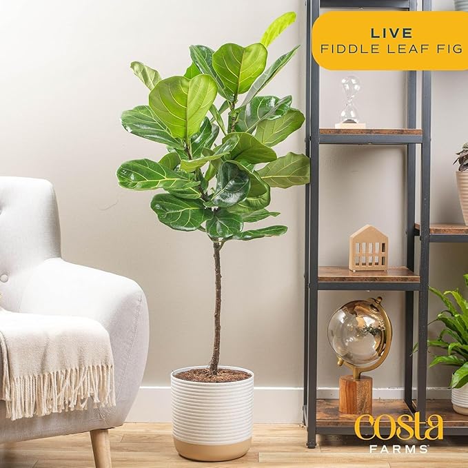 Costa Farms Fiddle Leaf Fig Tree, Ficus Lyrata Live Indoor Plant Potted in Nursery Plant Pot, Potting Soil, Floor Houseplant Gift for Housewarming, Tropical Home or Office Decor, 3-4 Feet Tall
