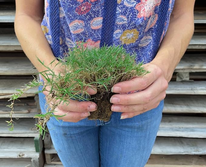 | Bermuda Grass Plugs - 200 Large Plugs, Fast Growing, Low Maintenance Green