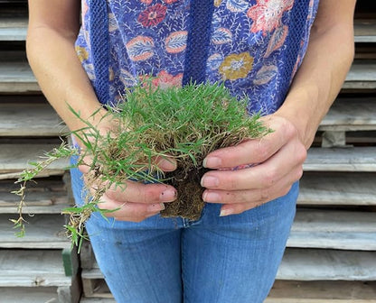 | Bermuda Grass Plugs - 200 Large Plugs, Fast Growing, Low Maintenance Green