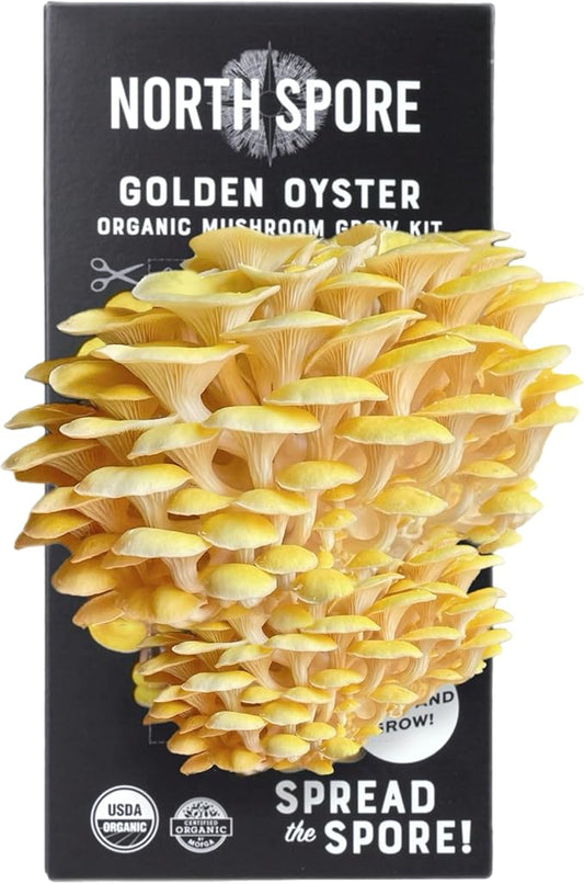 North Spore Organic Golden Oyster Mushroom Spray & Grow Kit (4 lbs) | USDA-Certified Organic, Non-GMO, Beginner-Friendly & Easy to Use | Handmade in Maine, USA