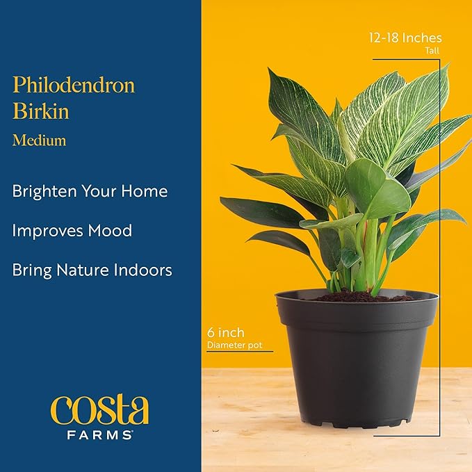 Costa Farms Live Indoor Philodendron Birkin Plant, Live Houseplant in Decor Planter, Trending Tropicals Collection, Great Mother's Day Gift, Tropical Décor, 12-Inches Tall