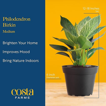 Costa Farms Live Indoor Philodendron Birkin Plant, Live Houseplant in Decor Planter, Trending Tropicals Collection, Great Mother's Day Gift, Tropical Décor, 12-Inches Tall