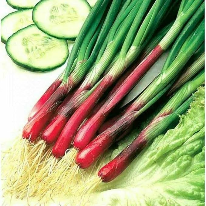 Seeds Red Welsh Bunching Onion - Heirloom Vegetable - GMO Free