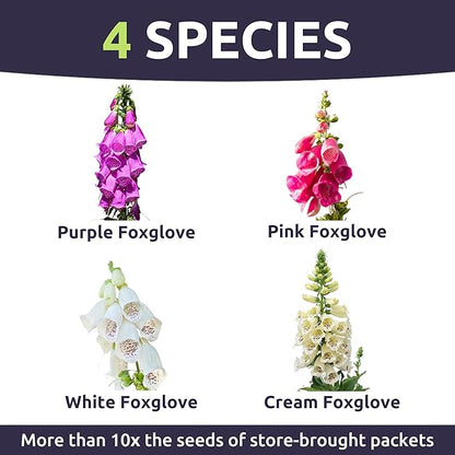 Foxglove Mixed Colors - Large 1/2 Ounce Packet - 125,000 Flower Seeds for Planting - Digitalis purpurea