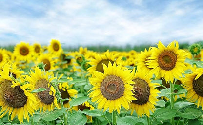 Gaea's Blessing Seeds - Sunflower Seeds - Heirloom Mammoth Grey Stripe - Includes Easy to Follow Planting Instructions - Non-GMO Heirloom 90% Germination Rate