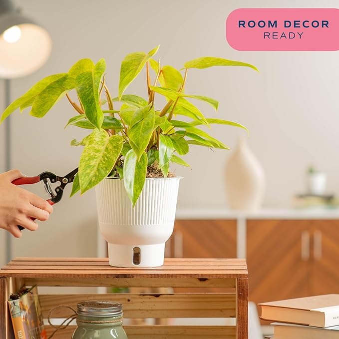 Costa Farms Painted Lady Live Plant, Rare Unique Indoor Houseplant Potted in Indoors Garden Plant Pot, Living Room Home Decor, Trending Tropicals Collection, 1 Foot Tall