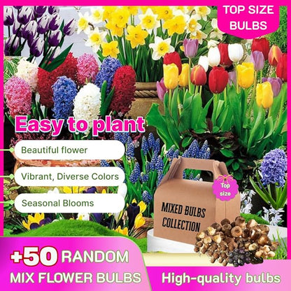 50 Mixed Flower Bulbs for Fall Planting, Earliest Spring Blooms, 50 Days Blooms Vibrant Colorful, Random Varieties, Cold Hardy, Top Size Bulb for Easy Care, Flowerbeds