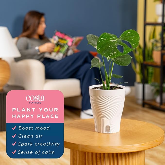Costa Farms Live Plant, Thai Constellation Monstera House Plant, Self-Watering Plant Pot, Trending Tropicals Collection for Home and Room Decor, 16-Inches Tall