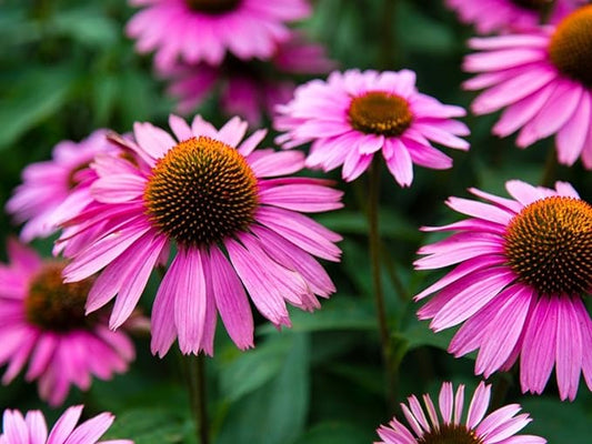 200 Pcs Purple Coneflower/Echinacea Chrysanthemum Flower Seeds for Planting - Non-GMO Heirloom