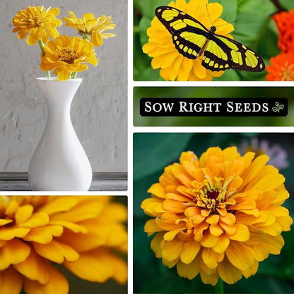 Sow Right Seeds - Canary Bird Zinnia Seeds for Planting - Non-GMO Heirloom Packet to Plant and Grow - Large Yellow Annual Blooms - Giant Cut & Come Back Flowers - Attract Bees and Butterflies (2)