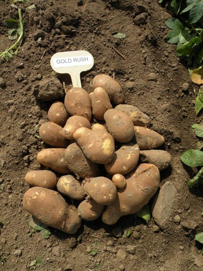 Simply Seed™ - Gold Rush Russet Potato Seed 5 Pounds - Naturally Grown - Non GMO -American Raised- Ready for Planting