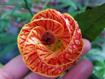 Farmer’s Secret Fruit & Bloom Booster Fertilizer (128oz) - Super Concentrated - Boosts Flowering and Yield on All Varieties of Fruits, Vegetables and Flowers