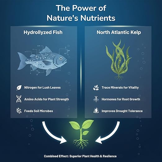 GS Plant Foods Liquid Fish & Kelp Fertilizer (1 Gallon) – Organic Material Review Institute Listed Natural Plant Food for Home Gardens, and Vegetables