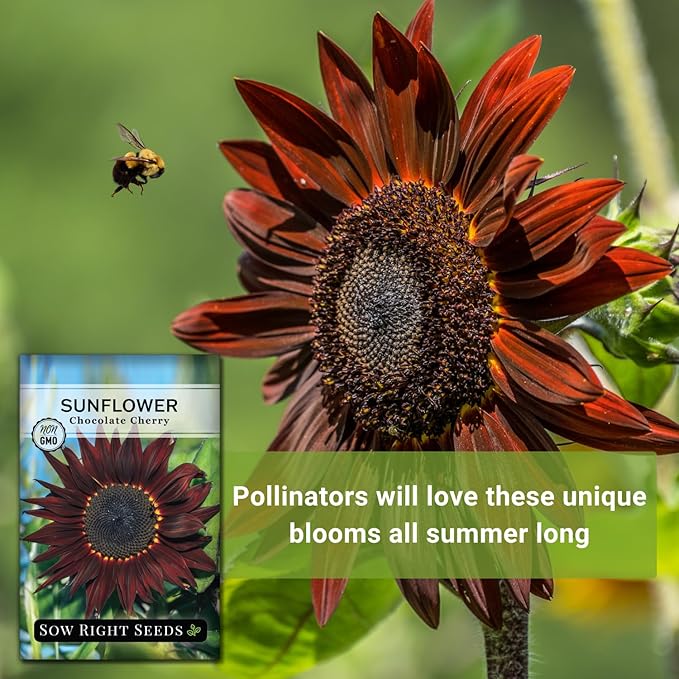 Sow Right Seeds - Chocolate Cherry Sunflower Seeds for Planting - Non-GMO Heirloom Packet with Instructions for Growing - Beautiful Giant Flower - Rare Burgundy and Dark Brown Petals (4)
