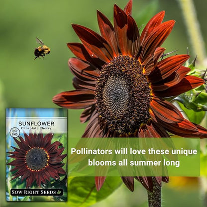 Sow Right Seeds - Chocolate Cherry Sunflower Seeds for Planting - Non-GMO Heirloom Packet with Instructions for Growing - Beautiful Giant Flower - Rare Burgundy and Dark Brown Petals (2)