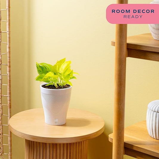 Costa Farms Champs Élysées Pothos Live Plant, Climbing or Trailing Indoor Houseplant | 12-Inches Tall | Trending Tropicals Collection | Self-Watering Pot | Easy Grow Plant for Home, Room Decor