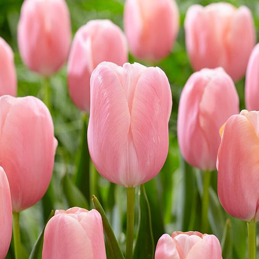 Garden State Bulb Single Late Pink Menton Tulip Flower Bulbs, 12/+ cm, Fall Planting (Bag of 25)