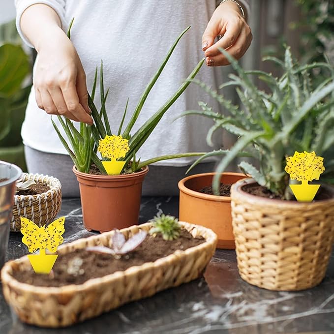 36 Pack Fruit Fly Traps for Indoors, Gnat Traps for House Indoor, Sticky Traps Fungus Gnats Killer for Mosquito and Flying Insects, Bug Pest Insect Catcher Killer for Houseplant