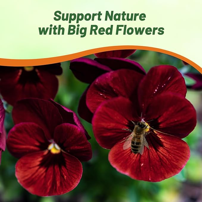 Outsidepride Big Red Viola Pansy Seeds for Planting - 100 Pcs. Biennial, Cold-Hardy & Pollinator Friendly Flowers with Fragrant Blooms for Garden Beds, Borders & Container Displays