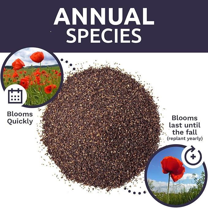 Red Poppy Seeds - Large 1 Ounce Packet - Over 200,000 Flower Seeds