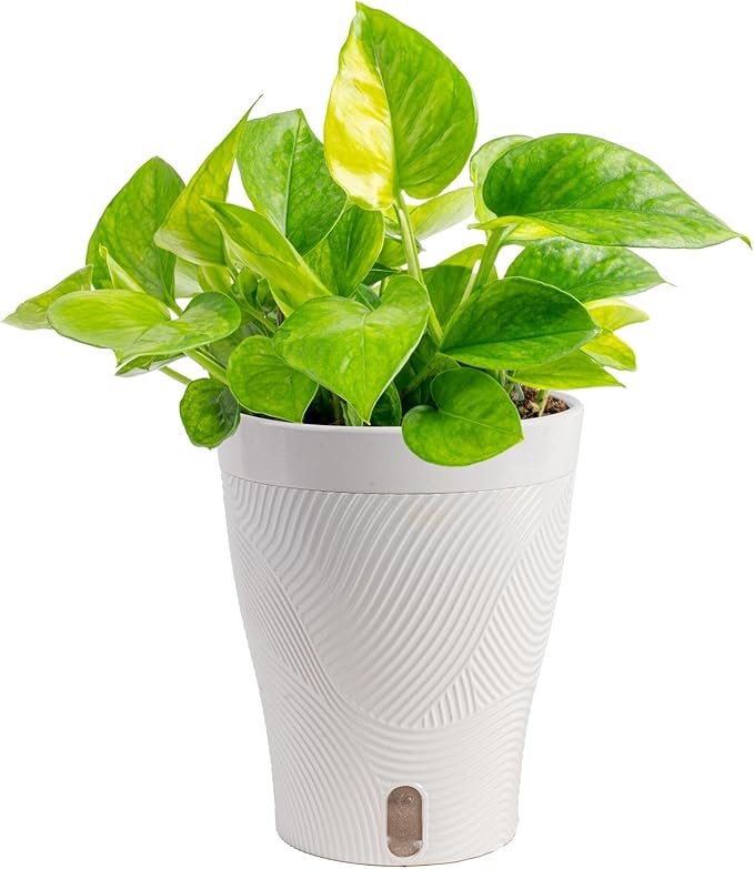Costa Farms Lemon Top Pothos, Rare Unique Live Indoor Plant in 6-Inch Self-Watering Houseplant Pot, Potting Soil, Trending Tropicals Collection, Room and Home Decor