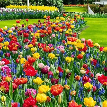 50 Top Size Mix Flower Bulbs for Spring Blooms, Big Bulk Bulbs for Fall Planting, Vibrant Colorful Easy Care, Planting in Borders Flowerbeds Gardens Earliest Blooming
