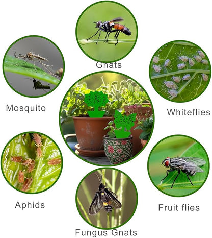 Fruit Fly Traps, 60 Pack Green Stick Traps, Fungus Gnat Traps, Plant Fly Stickers for Indoor and Outdoor Use Protect The Plant