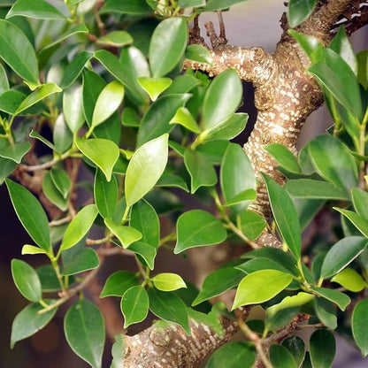 Brussel's Bonsai Live Golden Gate Ficus Indoor Bonsai Tree - Large, 10 Years, 16 to 20 In - Live Bonsai Tree in Ceramic Bonsai Pot and Humidity Tray